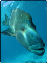 POCS spokesfish, Barry, placing his wrasse on the line for Aussie's Coral Sea