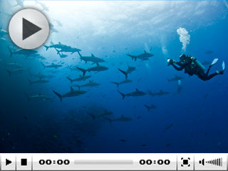 Diving at the Socorro Islands