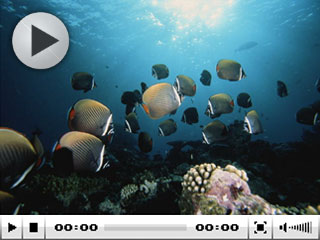 Diving in Bali Video