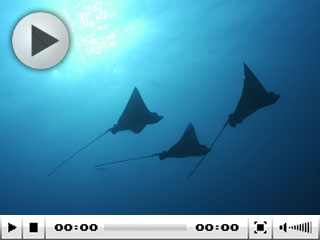 Diving in Banda Islands Video