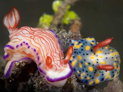 Nudibranchs in Indonesia - photo courtesy of Serge Abourjeily