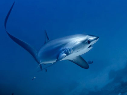 Thresher shark - photo courtesy of Solitude One