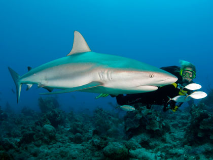 Caribbean reef shark - photo courtesy of Aggressor