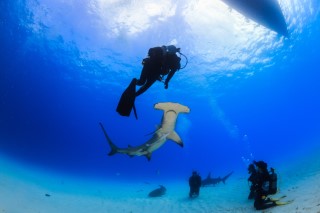 A great hammerhead shark with divers in Bimini