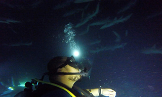 Johnny enjoying a night sky full of sharks