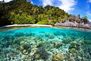 Soft coral scene - photo courtesy of Mike Greenfelder