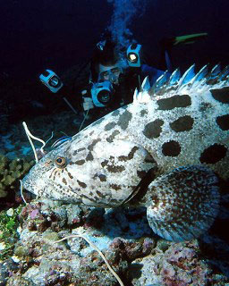 Potato cod and videographer - photo coutesy of Marcel Widmer - www.seasidepix.com