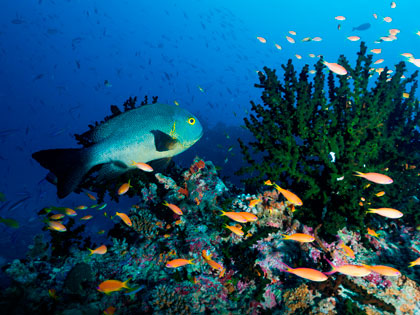 Review our site descriptions of Alor