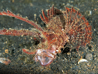 Review our site descriptions of Ambon