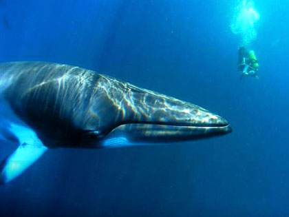 Underwater adventures in Australia - photo courtesy of the Undersea Explorer