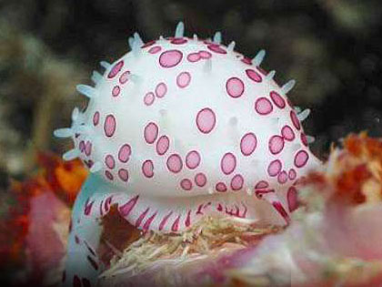 Review our site descriptions of Bali