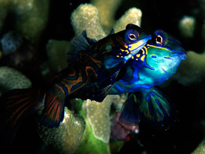 Review our site descriptions of Bunaken Island