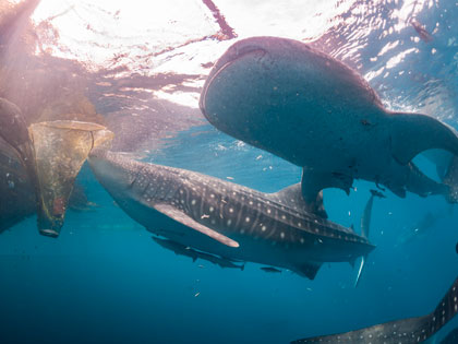 Review our site descriptions of Cenderawasih Bay