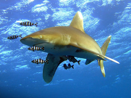 Aquatic fun in Egypt - photo courtesy of Ashraf Hassanin