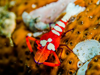 Review our site descriptions of Flores