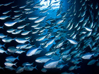 Diving in the Galapagos Islands - photo courtesy of Matthew Oldfield