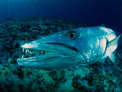 Review our site descriptions of Komodo