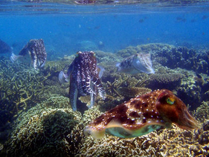 Review our site descriptions of Lankayan Island