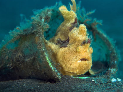 Review our site descriptions of Lembeh Strait