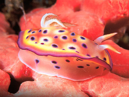 Review our site descriptions of Mabul Island