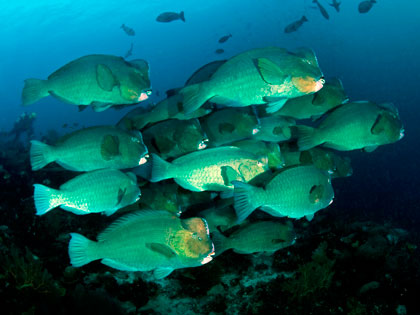 Review our site descriptions of Raja Ampat