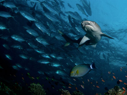 Review our site descriptions of Sipadan Island