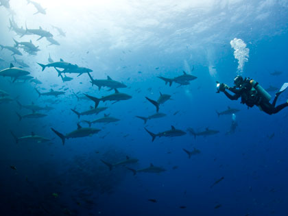 More details on the best places to dive with the world's big sea creatures – photo courtesy of Rodrigo Friscione