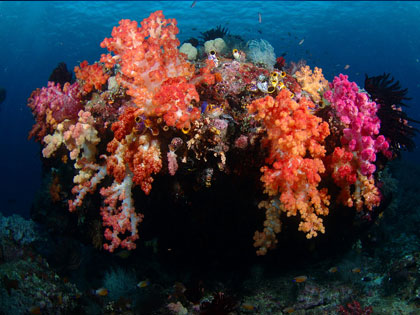 Review our site descriptions of Triton Bay