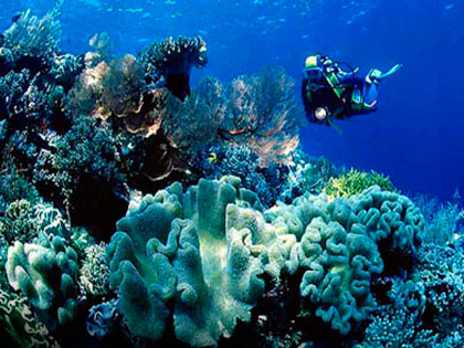 Review our site descriptions of Wakatobi