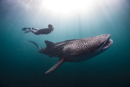 Good swim technique. Photo courtesy of Calico Jack