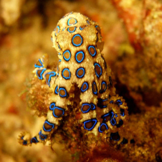 Favourite sighting or top of your bucket list? The blue-ringed octopus