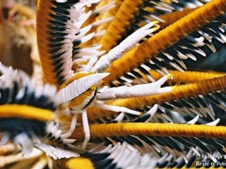 Arrowhead crab - Bligh Water, Fiji