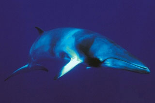 Dwarf minke whale in Australia - photo courtesy of Mike Ball Dive Expeditions