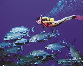 Diving on Australia's Great Barrier Reef - photo courtesy of Mike Ball Expeditions