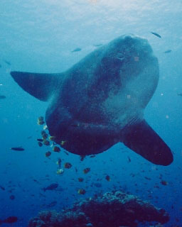 Sunfish with attendant butterflyfish - diving with Dive The World Indonesia