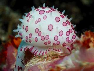 A pink beauty in Bali, Indonesia