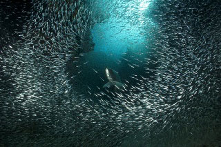 A tarpon hunting silversides at Silver Caves, Long Caye, Lighthouse Reef, Belize - image courtesy of Jay Roberts