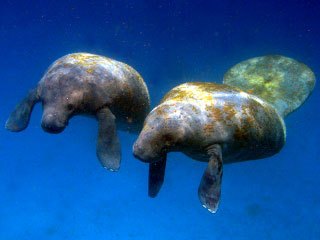 Manatees at Turneffe Atoll, Belize - photo courtesy of Blackbird Caye Resort