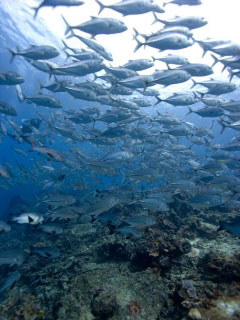 Hunting trevally at Malole, the Banda Islands - photo courtesy of Chris Horne