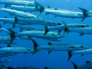 Diving with blacktail barracuda in the Banda Islands in Indonesia - photo courtesy of Sheldon Hey