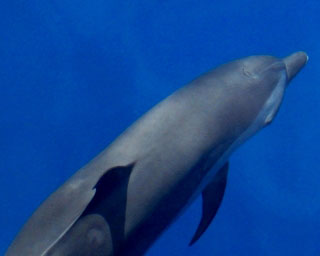 Dolphins play at Tarutao Island in Thailand