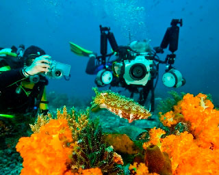 This cuttlefish attracts the attention of photographers scuba diving at Bunaken, near Manado, Sulawesi, in Indonesia