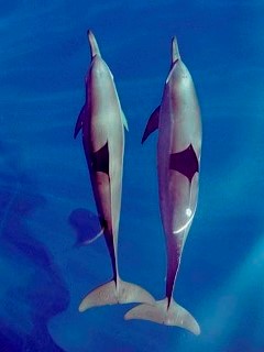 Diving with dolphins - photo courtesy of Living Colours
