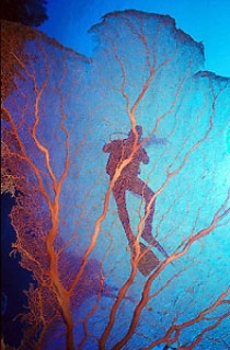 Ingo Seimert with gorgonian seafan, photo coutesy of Marcel Widmer, www.seasidepix.com