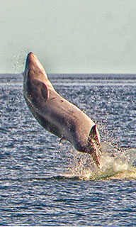 A breaching Bryde's whale - how every scuba diving daytrip should start