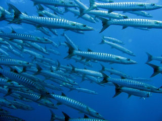 Diving with blacktail barracuda at Hin Daeng - photo coutesy of Sheldon Hey