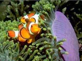 Clown fish at home in their magnificent anemone