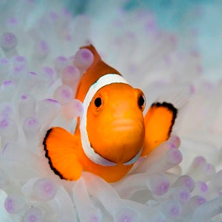 Clownfish - photo courtesy of ScubaZoo