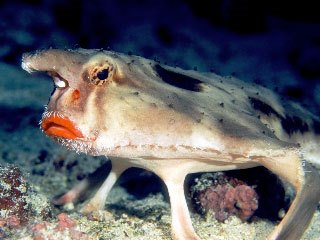 The endemic redlipped Cocos batfish, Costa Rica - photo courtesy of Undersea Hunter