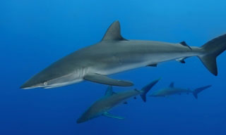 Diving with Galapagos sharks in the waters around Cocos Island